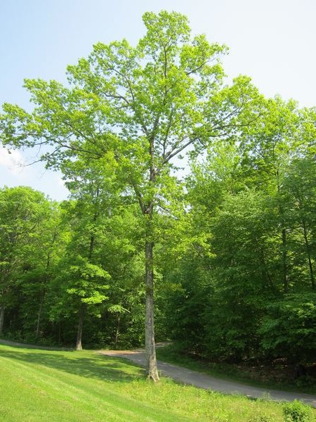 Blackstone National Golf Course photo
