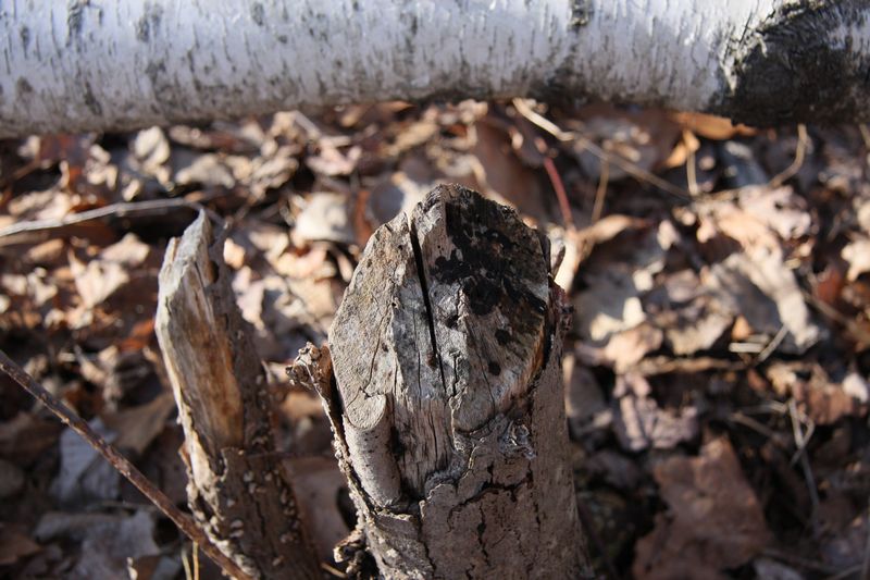 Blackstone Valley Bike Trail photo