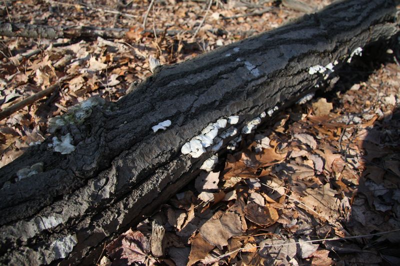 Blackstone Valley Bike Trail photo