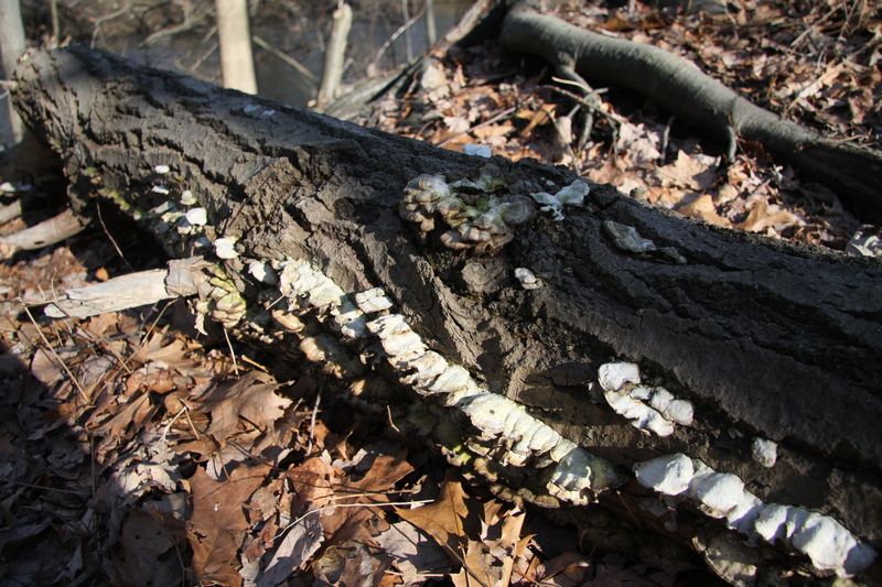 Blackstone Valley Bike Trail photo