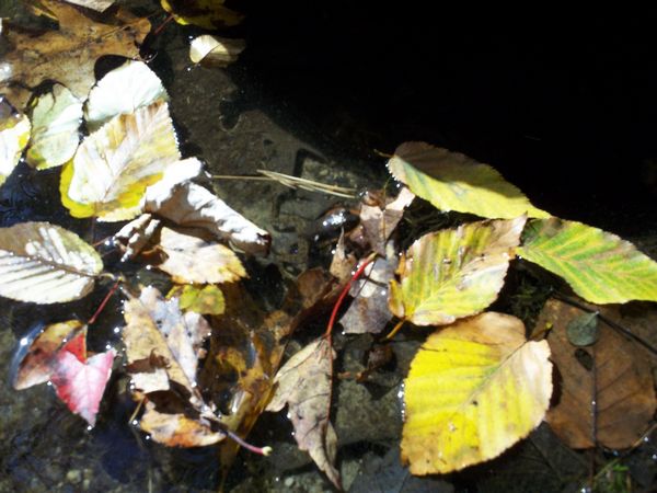 Carpenter Reservoir Foliage photo