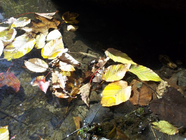 Carpenter Reservoir Foliage photo