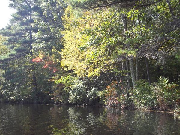 Carpenter Reservoir Foliage photo
