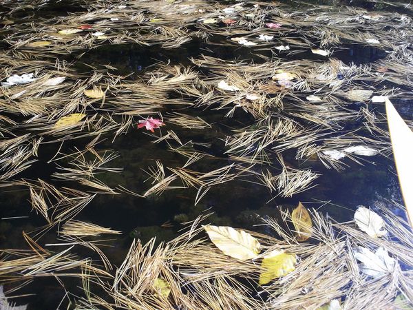 Buffumville Lake Foliage photo