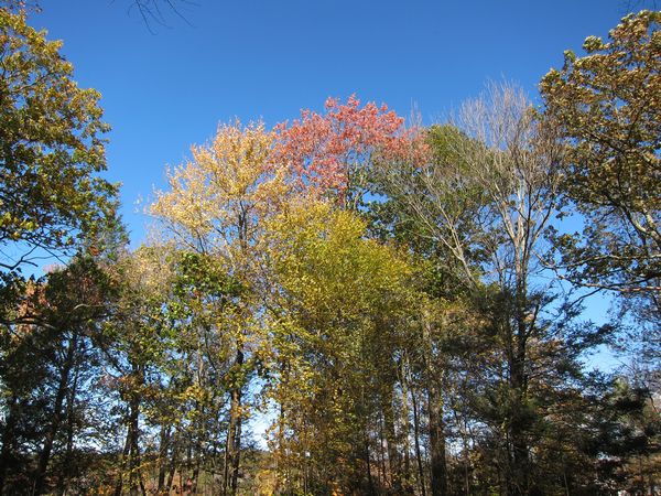Sutton MA Foliage photo