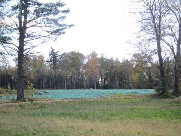 Sutton MA Foliage photo
