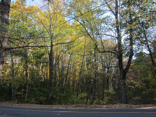 Sutton MA Foliage photo