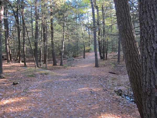 Sutton MA Foliage photo