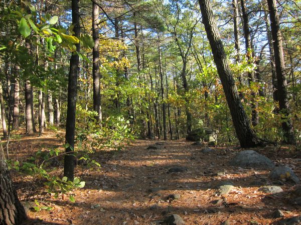 Sutton MA Foliage photo