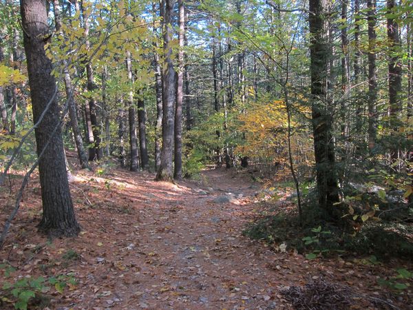 Sutton MA Foliage photo