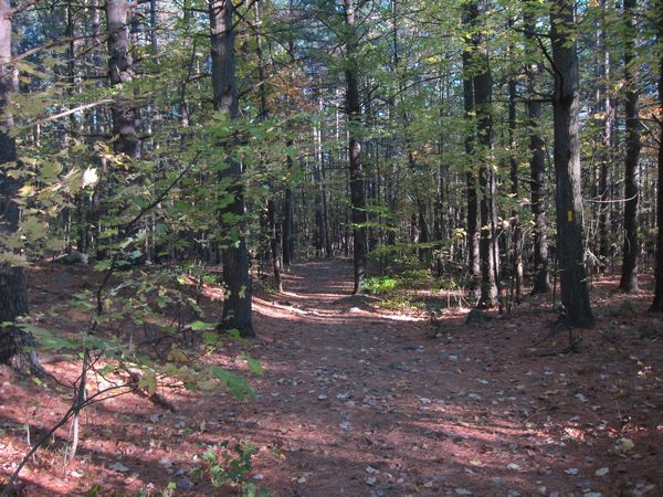Sutton MA Foliage photo