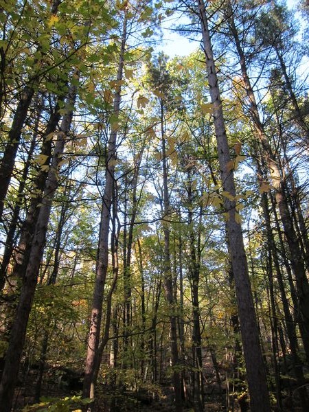 Sutton MA Foliage photo