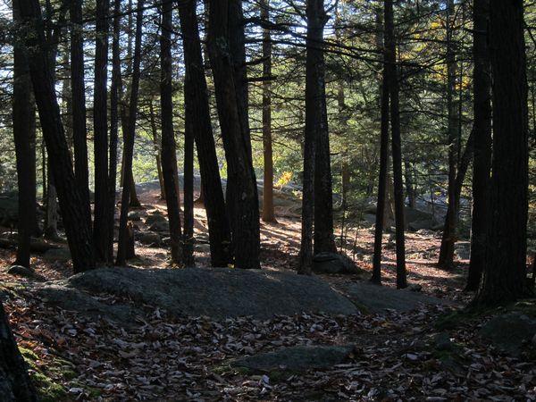 Sutton MA Foliage photo