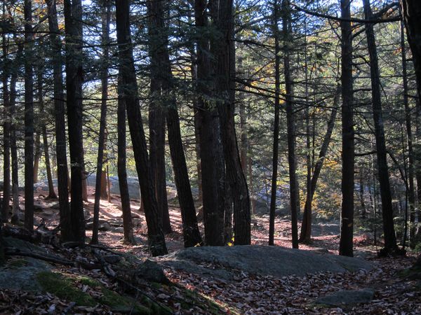 Sutton MA Foliage photo