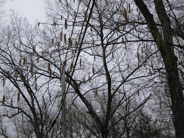 Birch catkins