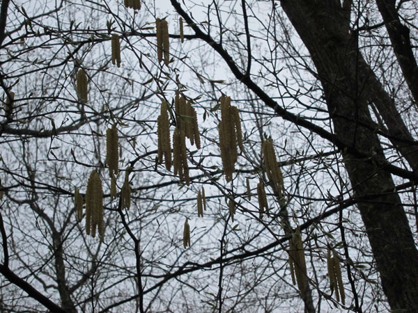 Birch catkins