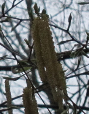 Birch catkins