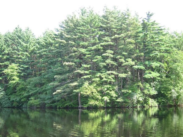 Ramshorn Pond Sutton MA photo