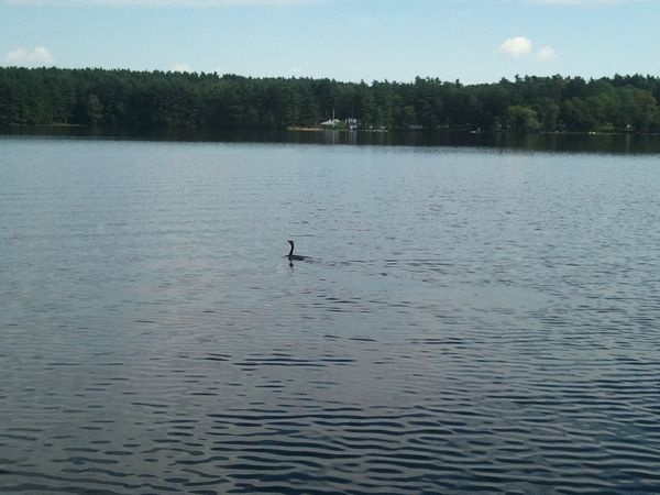 Ramshorn Pond Sutton MA photo
