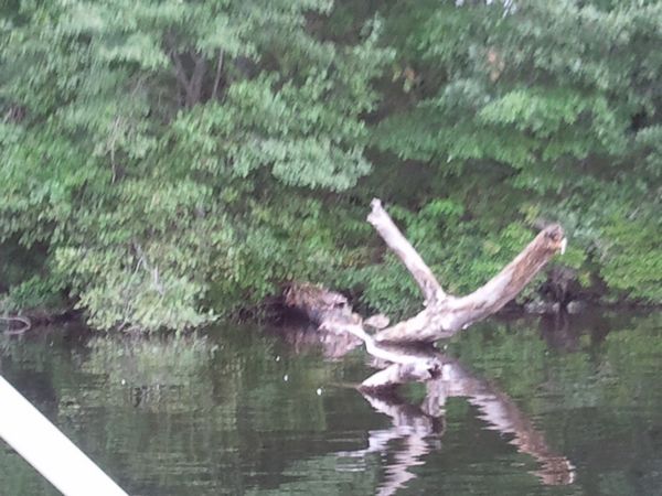 Ramshorn Pond Sutton MA photo