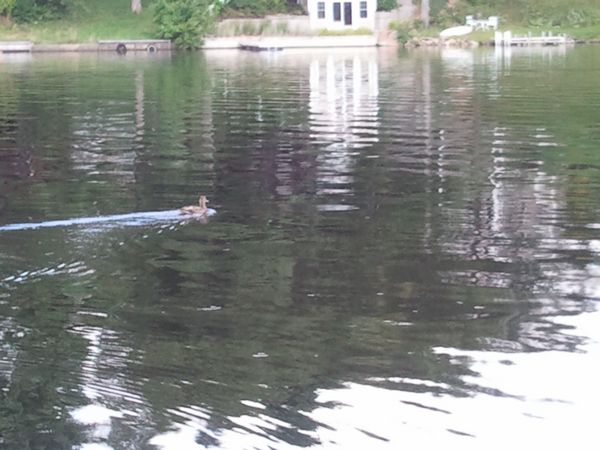 Ramshorn Pond Sutton MA photo