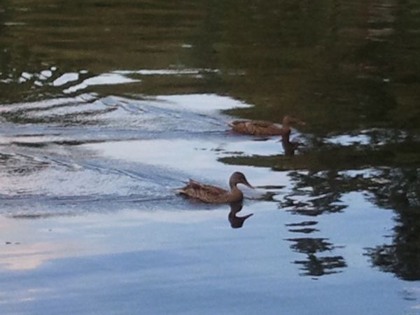 Ramshorn Pond Sutton MA photo