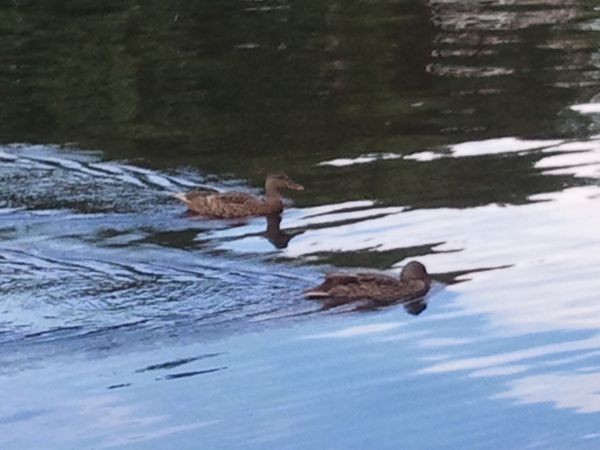 Ramshorn Pond Sutton MA photo