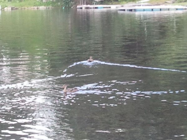 Ramshorn Pond Sutton MA photo