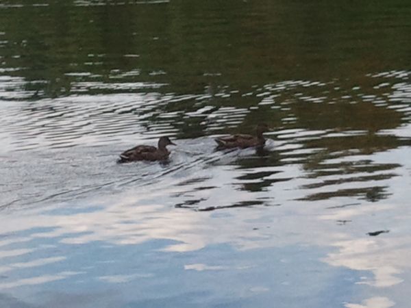 Ramshorn Pond Sutton MA photo