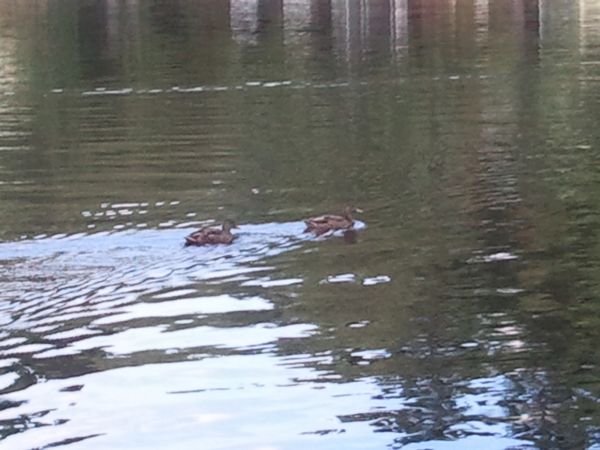 Ramshorn Pond Sutton MA photo