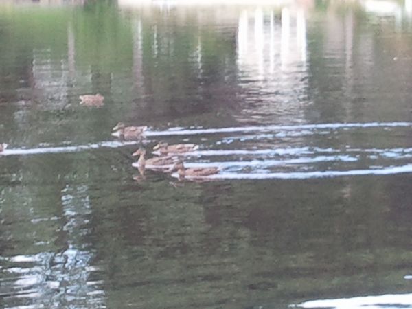 Ramshorn Pond Sutton MA photo