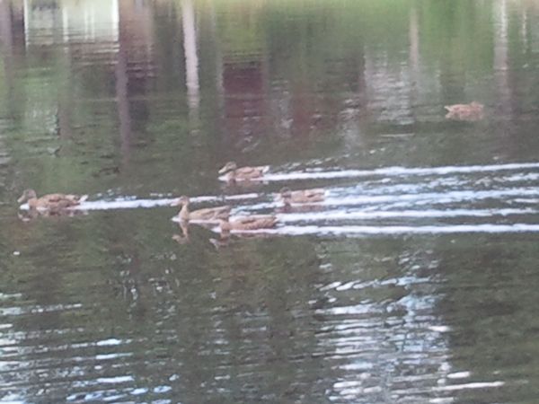 Ramshorn Pond Sutton MA photo