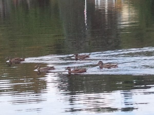Ramshorn Pond Sutton MA photo