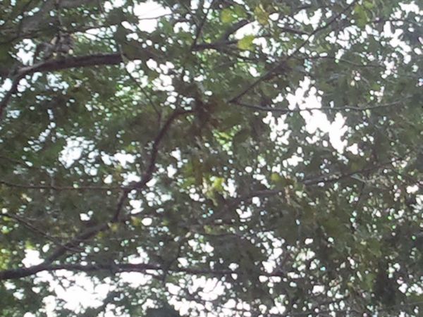 Ramshorn Pond Sutton MA photo