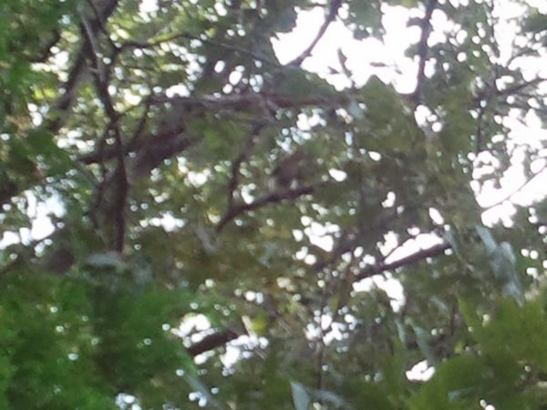 Ramshorn Pond Sutton MA photo