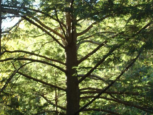 Purgatory Chasm Massachusetts Foliage photo