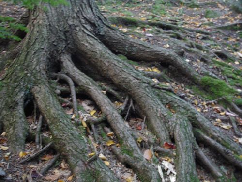 Purgatory Chasm Massachusetts Foliage photo