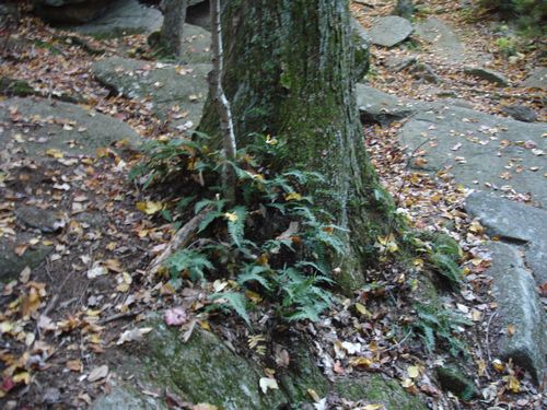 Purgatory Chasm Massachusetts Foliage photo