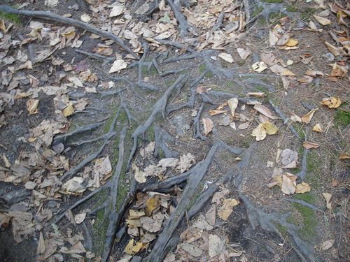 Purgatory Chasm Massachusetts Foliage photo