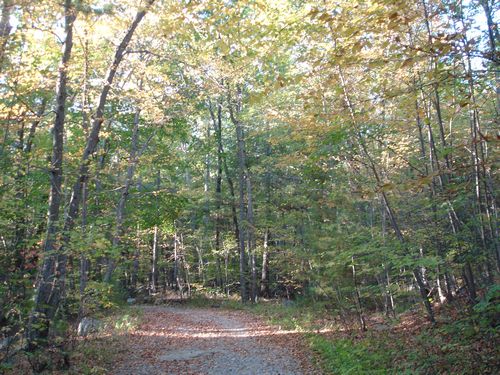 Purgatory Chasm Massachusetts Foliage photo