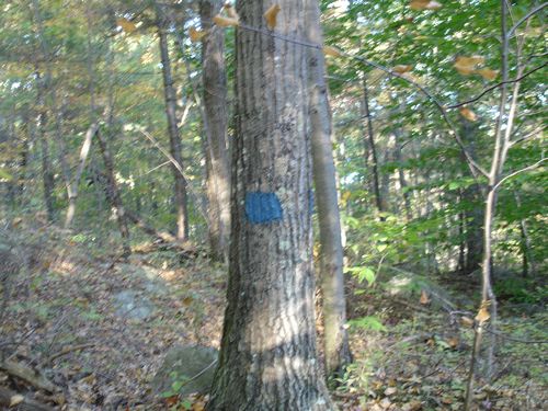 Purgatory Chasm Massachusetts Foliage photo