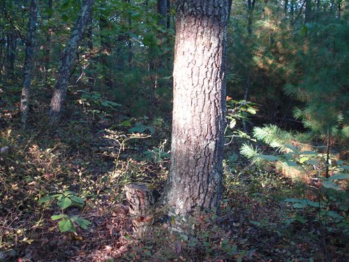 Purgatory Chasm Massachusetts Foliage photo