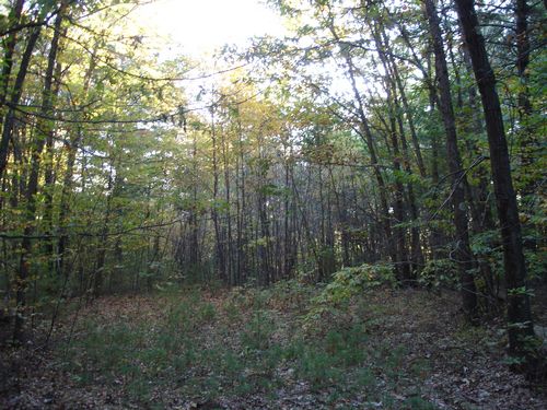 Purgatory Chasm Massachusetts Foliage photo