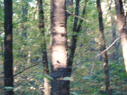 Purgatory Chasm Massachusetts Foliage photo