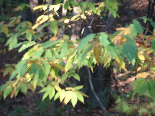 Purgatory Chasm Massachusetts Foliage photo