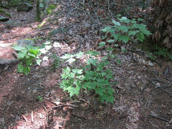 Purgatory Chasm Photos photo