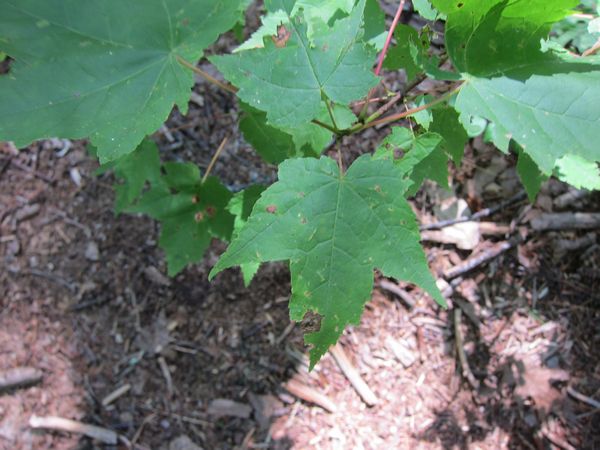 Purgatory Chasm Photos photo