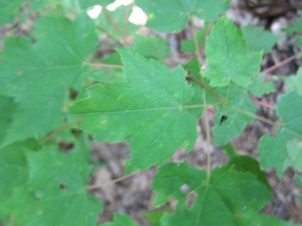 Purgatory Chasm Photos photo