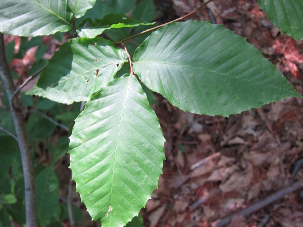 Purgatory Chasm Photos photo