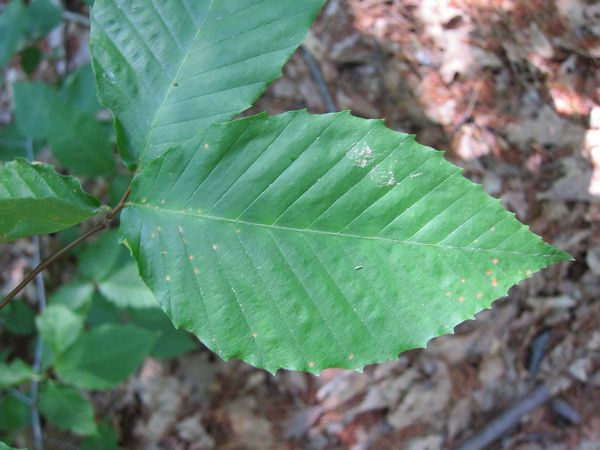 Purgatory Chasm Photos photo